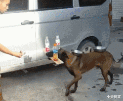 范冰冰|神回复：绑架王思聪和抢银行哪个风险大？神评真绝了，要笑死