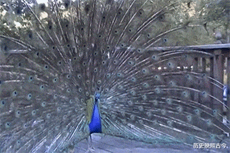 |“华为1996年的招聘广告，大家自己感受一下！”哈哈哈哈人才啊