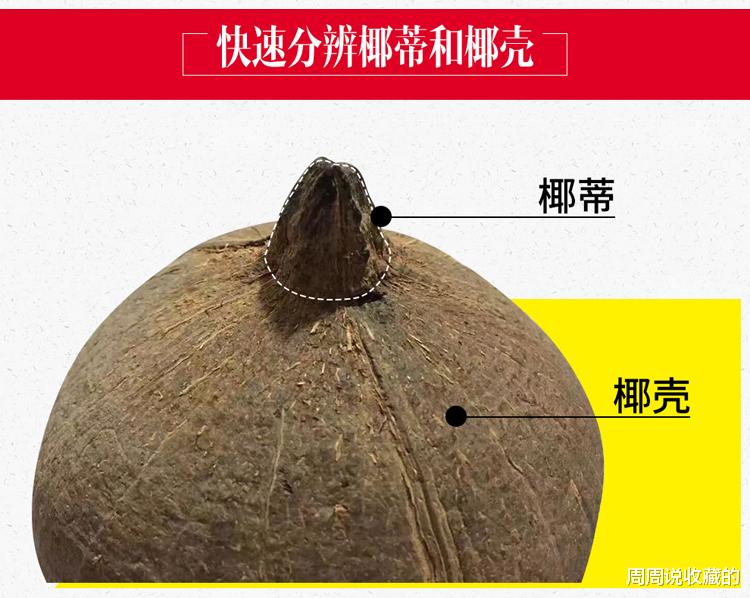 椰壳|椰壳与椰蒂的区别？
