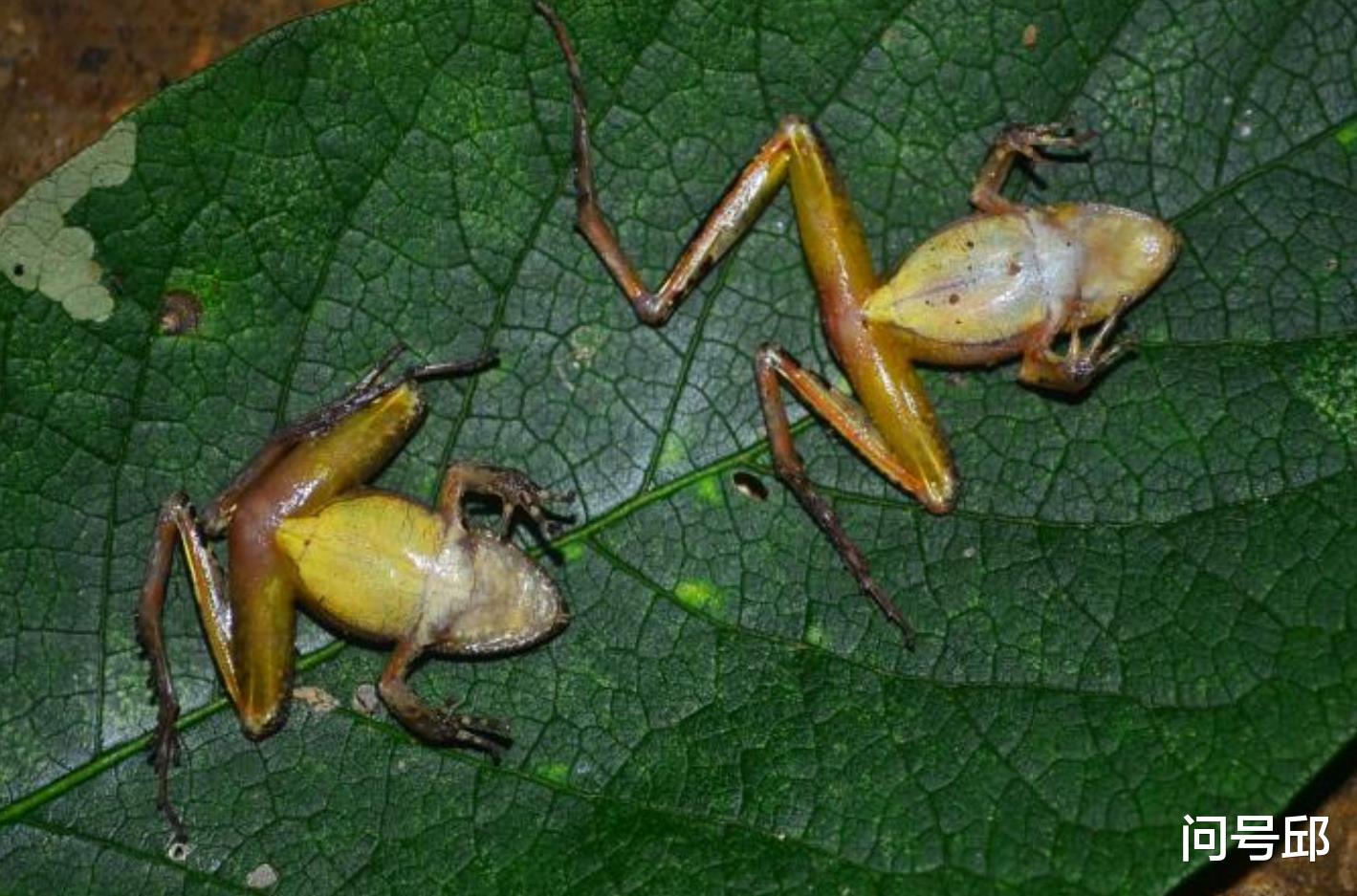 负鼠 装死“影帝”：奥斯卡永远都欠动物们一尊小金人奖