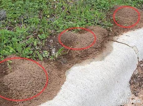 野钓人老高 红火蚁的“肆虐”：一窝20万，已入侵12个省，调转势头北上？