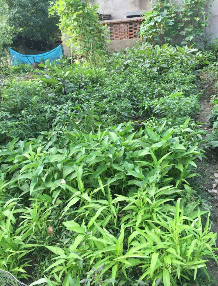 |晒晒我婆家的农村自建房，又土又破，外出都不用锁门！