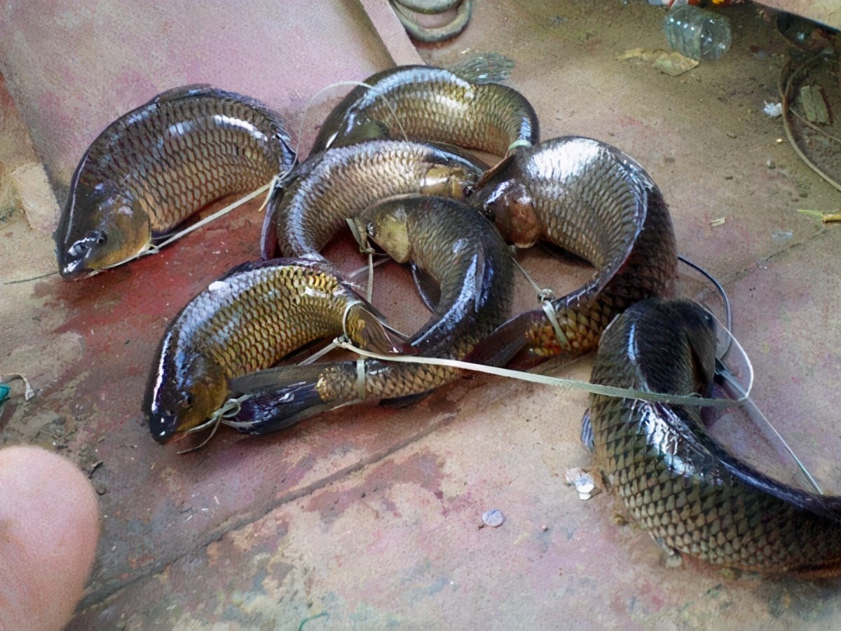 渔民|让鱼儿离水几天不死？民间古老的“弓鱼术”，其实原理很简单