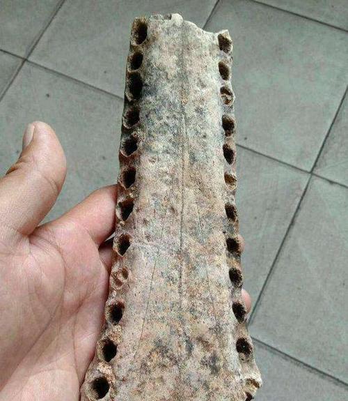 舜网 男子野外捡回一块满是带孔的木头，听了父亲的话赶紧上交