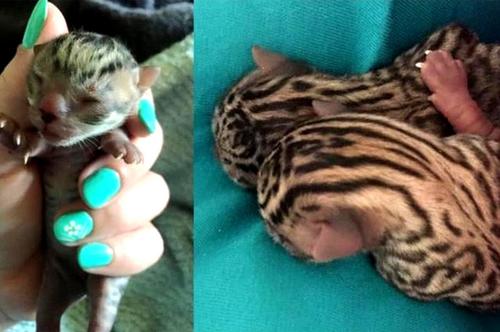 舜网 女孩路边捡来俩只小猫, 朋友看后：这两只可能不是猫……