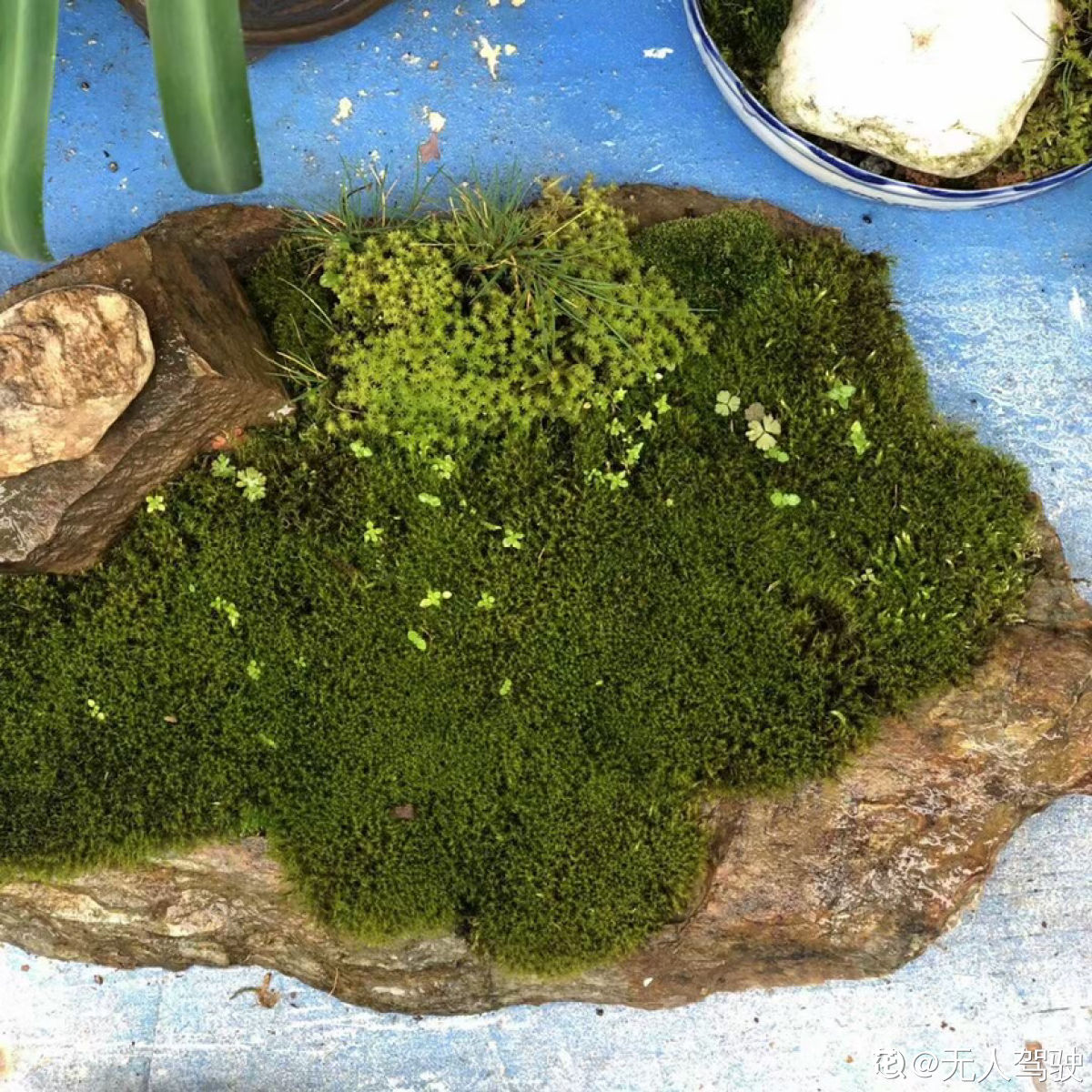 宇航员 植物界的“祖师爷”,个头小作用大,挖回家种土里就活