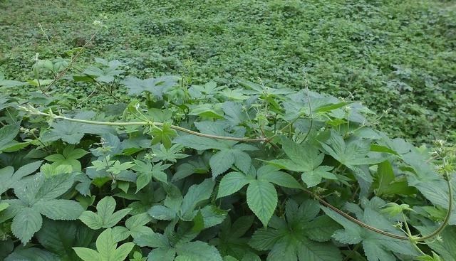 童书小窝|这些是我们在野外最怕遇见的草,每一种都让人抓狂,但却都是中药