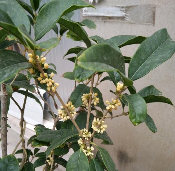 说说家装那点事儿|桂花需要施肥吗？这2种桂花，现在就要追肥，再有1个月就开了