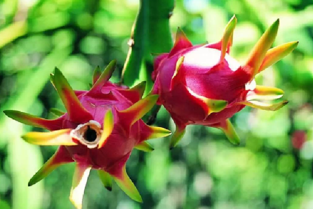 呼啦圈|子宫“不喜欢”的8种水果,女性朋友要少吃,1项运动或能保护子宫