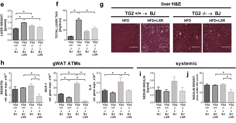  AbMole科研-由于巨噬细胞c-Src信号传导增强TG2的缺失对胰岛素抵抗敏感