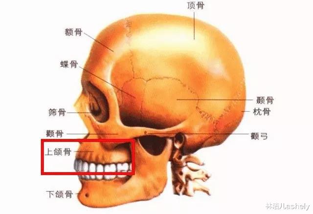 遮瑕|高圆圆、杨紫都有鼻基底凹陷的bug？学会提亮技巧，效果堪比整形