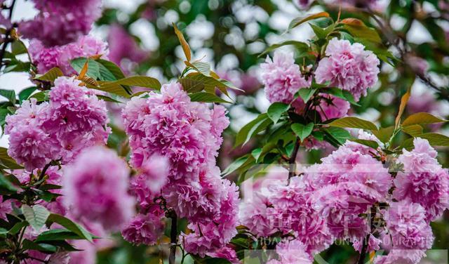 四川省 樱花怒放的浪漫之美，枝头粉红色的美艳花朵千姿百态，花开娇媚