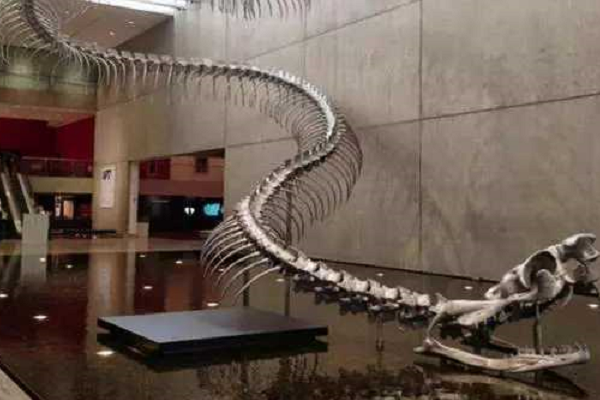 眼镜王蛇 毒性不强地位很高,眼镜王蛇为何称第一?难道就没蛇能与它抗衡?