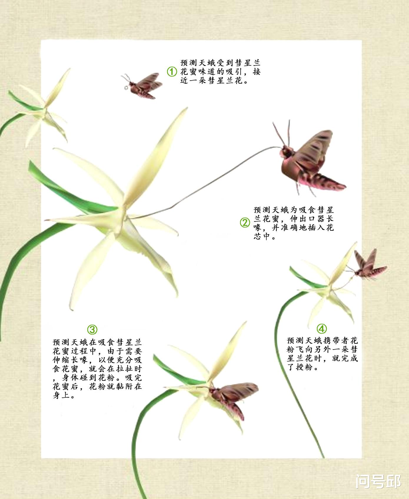 石榴树 一种马达加斯加特有的30厘米长喙蛾子，与彗星兰存在“暧昧”关系