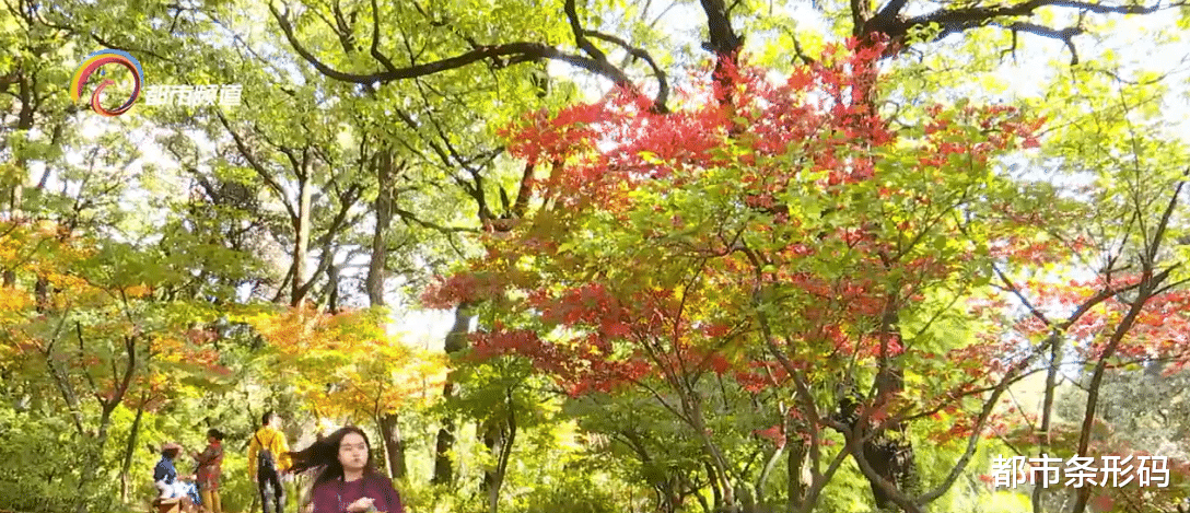 南浔古镇|黑龙潭公园：漫山枫叶秋意浓