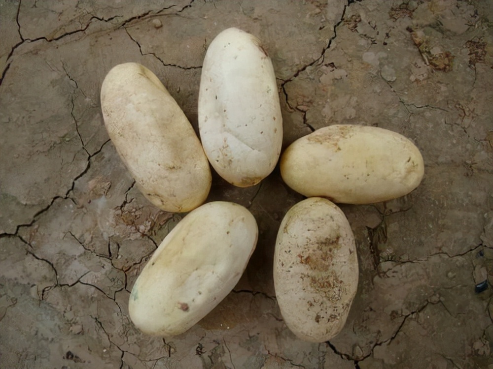 蟒蛇 15年没遇过雄蛇，62岁雌蛇为何产下7枚蛇卵