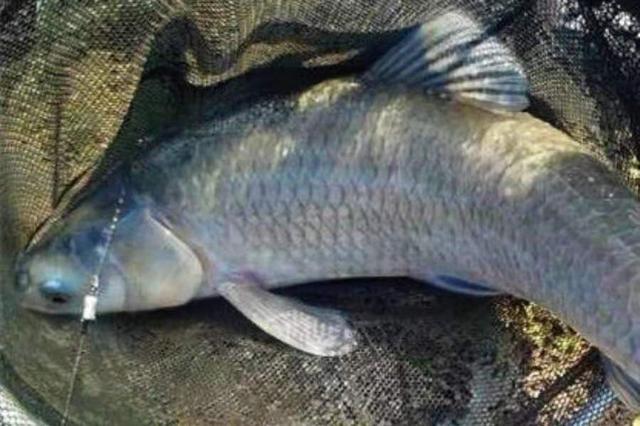 奔赴那山海|怪不得钓一次就不想用,热天用这种青鱼钓法,不断竿只是运气好