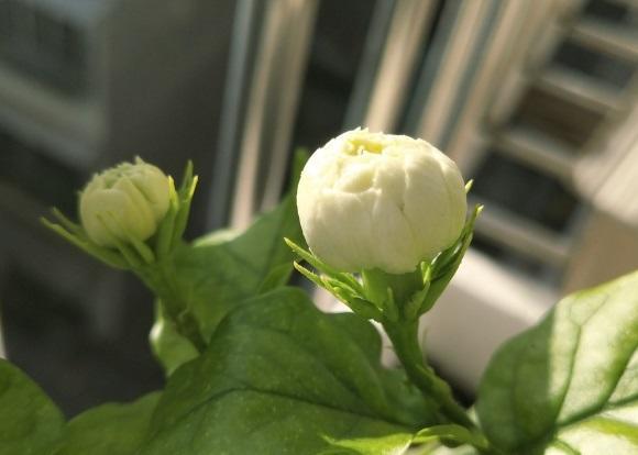 向阳园艺|茉莉花到花期了,没开花的,赶紧晒太阳,暴晒对开花有帮助