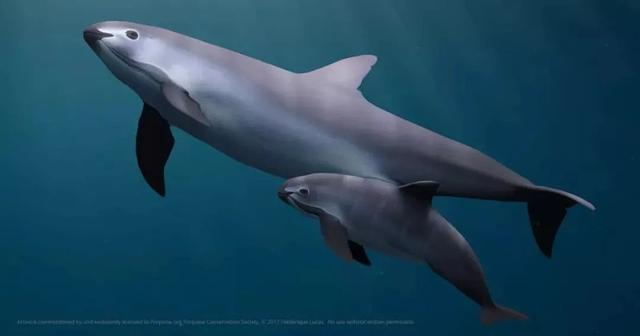 海豚 多样之美   拿什么拯救你，我的小头鼠海豚