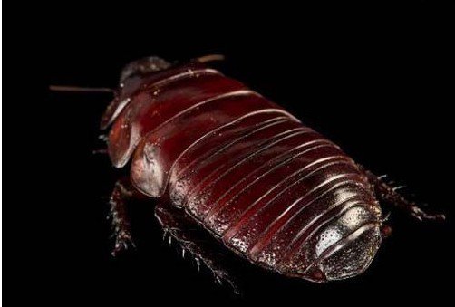 蟑螂 智商极高：犀牛蟑螂被称为蟑螂中的挖掘机
