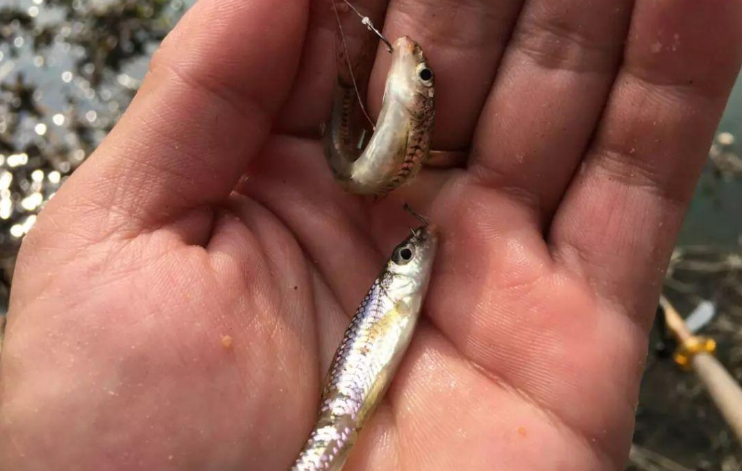 |钓鱼人讨厌的一种鱼,一度泛滥成灾,短短数年,欧美多地“失守”