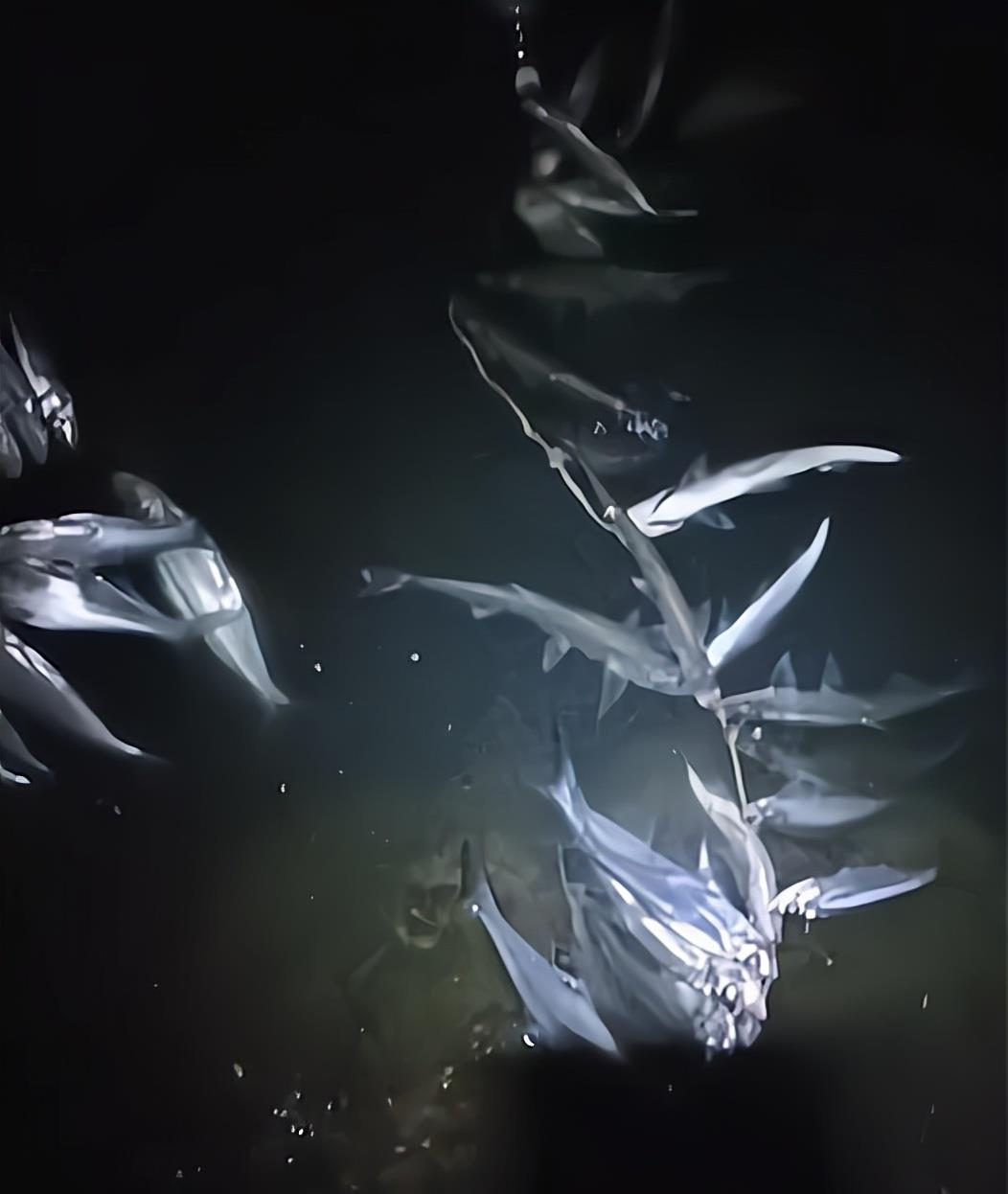 广东省|广东一男子网上晒渔获，近百斤翘嘴鱼被穿成串，网友：泥鳅党