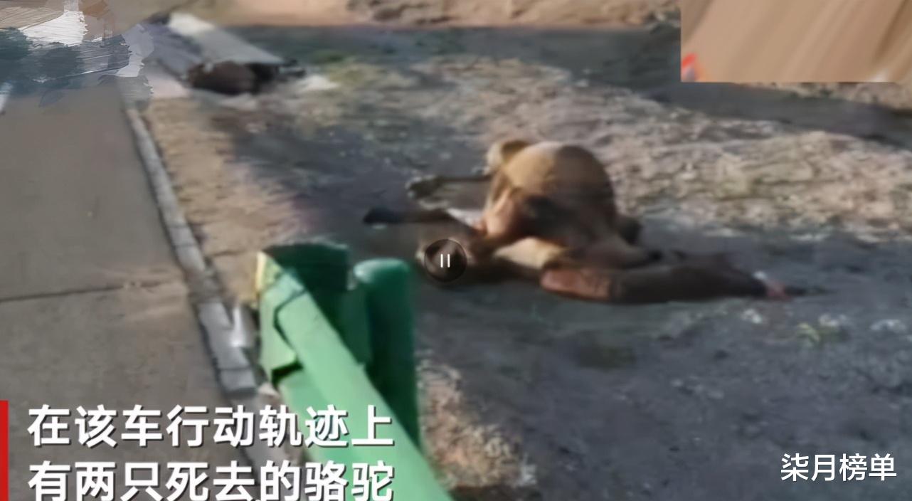 车祸 于月仙司机是其表侄，出发前玩5小时游戏，疲劳驾驶酿惨案！