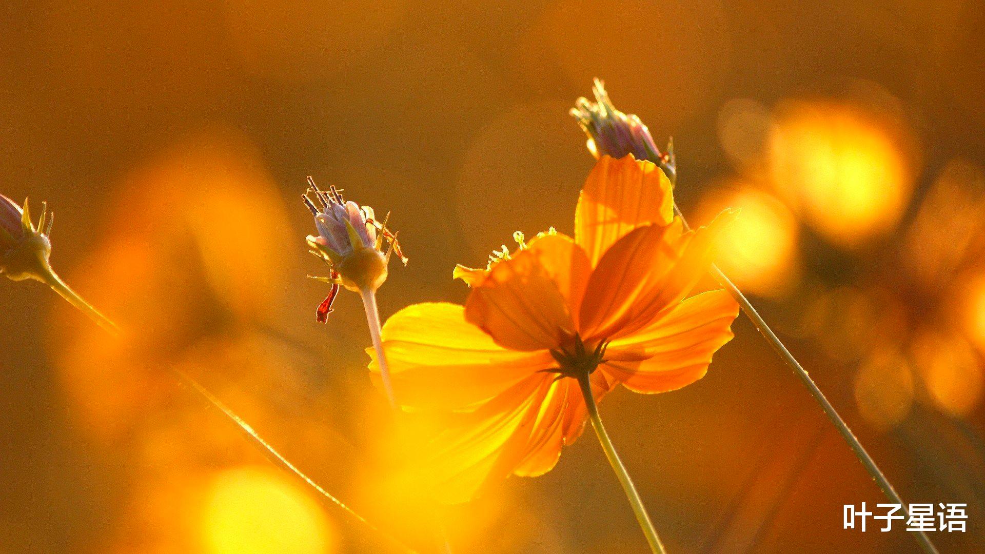 大旺|5天之后，贵人降临，这三个星座抓住机会，事业步入正轨