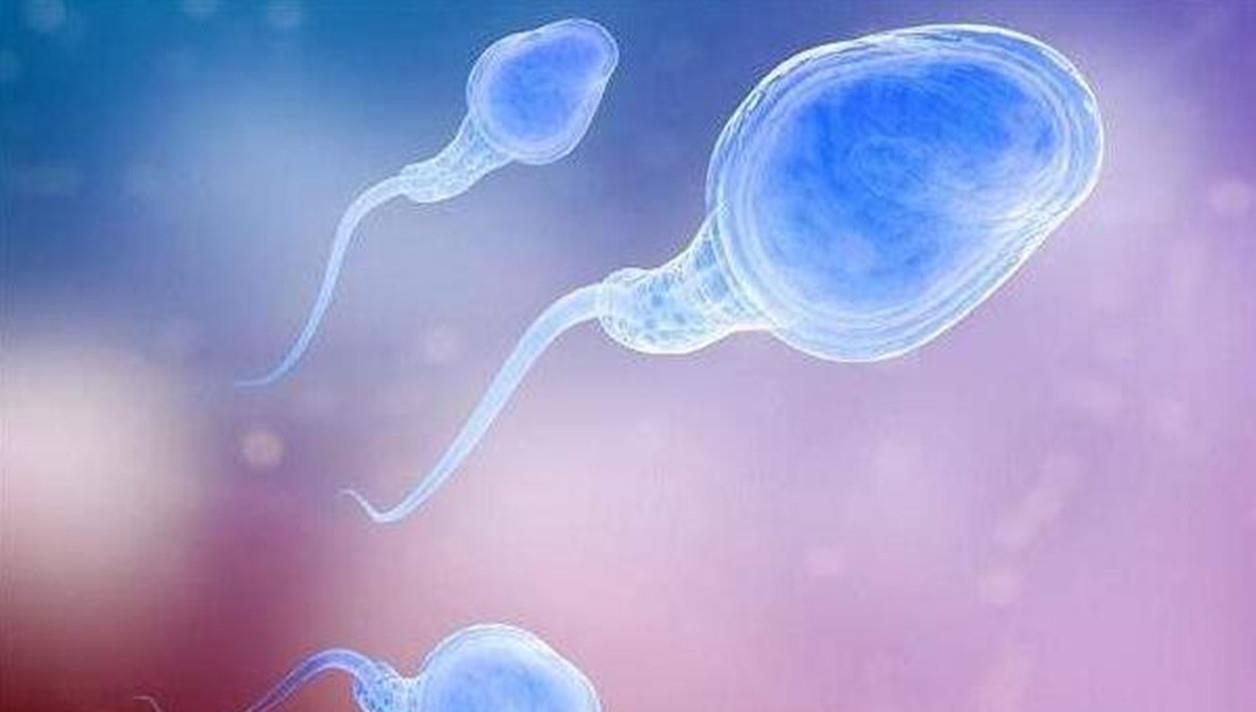 后代 当人类精子与卵子成功结合时，会释放“锌焰火”来庆祝，咋回事？