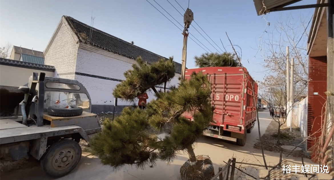 朱之文|大衣哥朱之文不受儿子离婚影响，花几千元购买罗汉松，与假山呼应