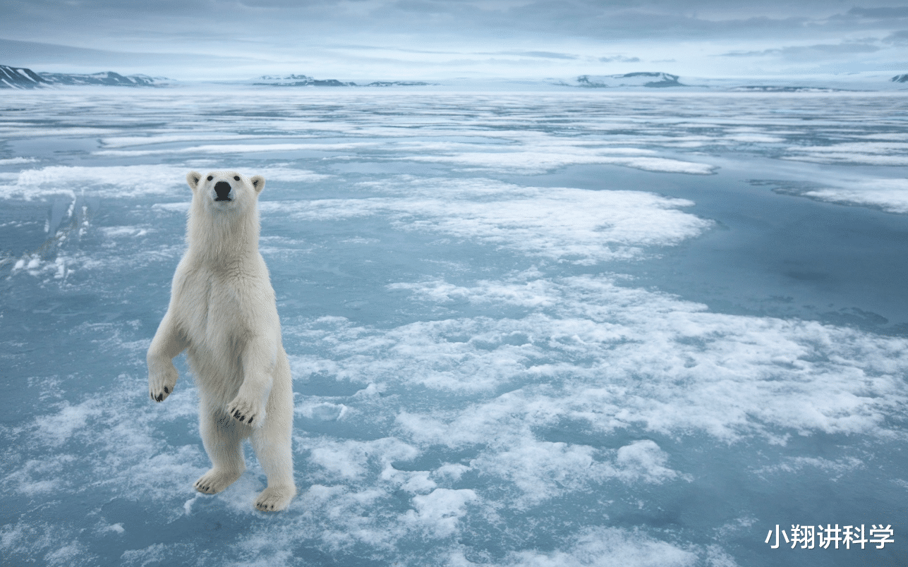 北极熊 既然北极熊如此可怕，那么，没有枪的爱斯基摩人如何对其展开猎杀