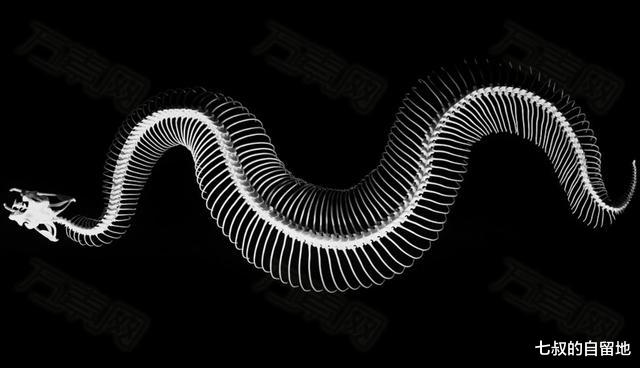 蟒蛇 蛇的弱点有哪些？雄黄粉真的有用吗？