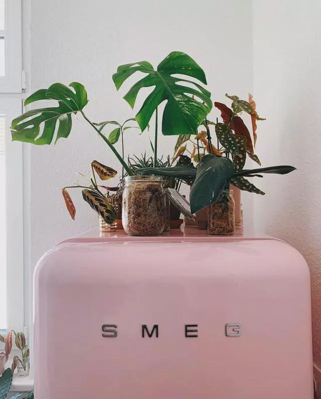 丹麦女白领87㎡一房一厅，满是绿植的精致生活，厨房太可爱了！