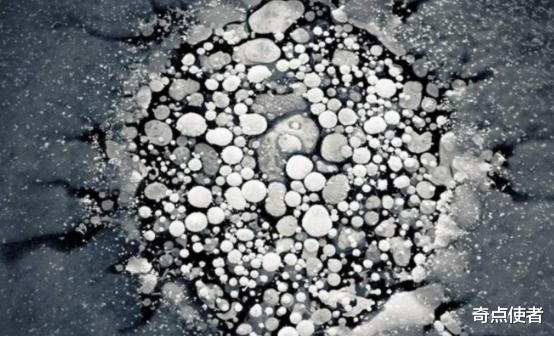 科学家 3万年前的种子被复活，开出白色花朵，研究者：这不是一个好消息