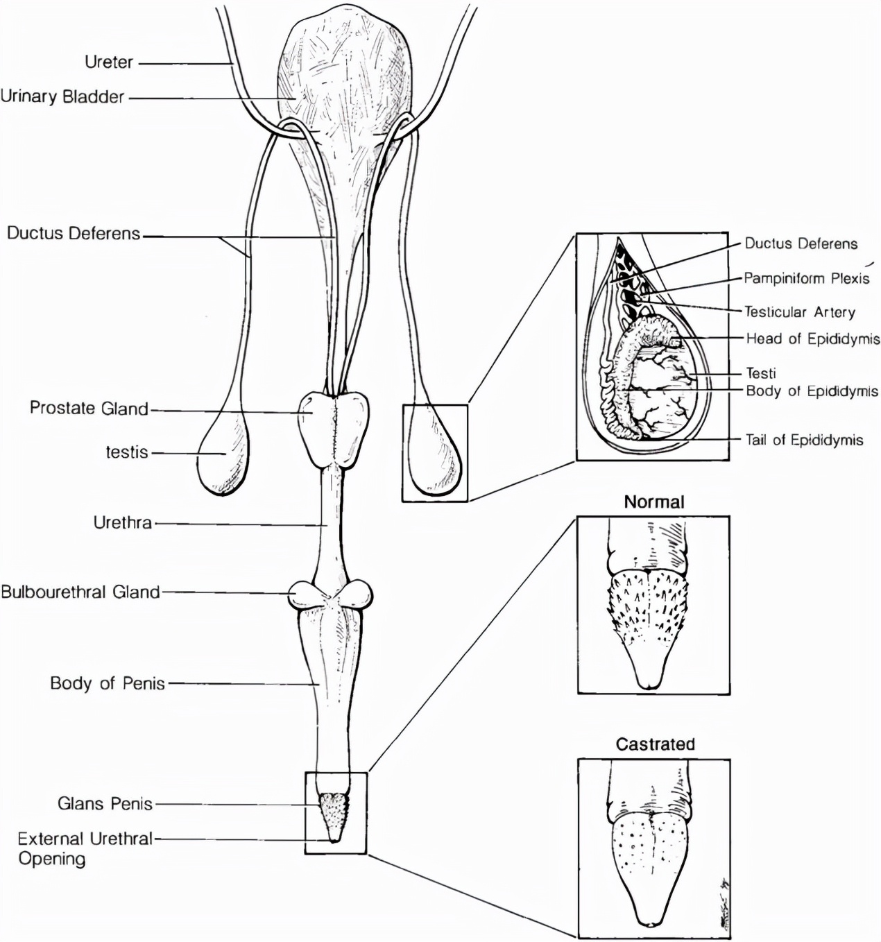 久见菌菌|母猫交配完成后,满地打滚、攻击公猫,为何穿上裤子就不认猫?