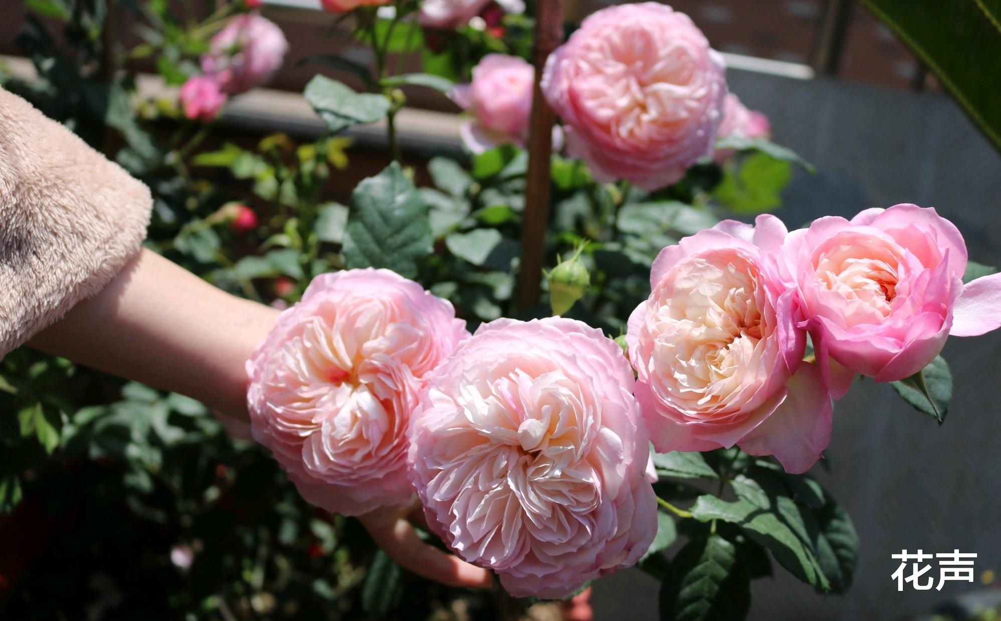 花声 月季花界的“仙女”—康斯坦茨，又美又仙，芬芳馥郁，阳台也能养