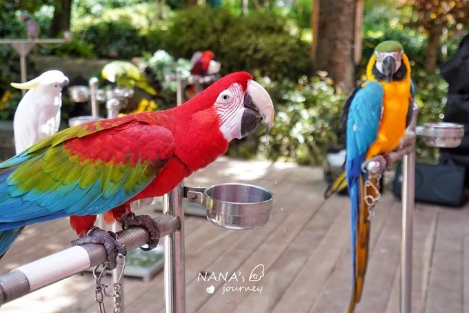 stdolly 上海又添一新去处，表演精彩拍照绝佳，了解上海的历史文化