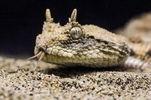 毒蛇 世界上3种毒蛇，最善于伪装，需重点提防！