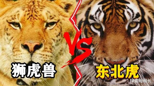 老虎|东北虎vs狮虎兽，谁会赢得猫科动物重量级金腰带？