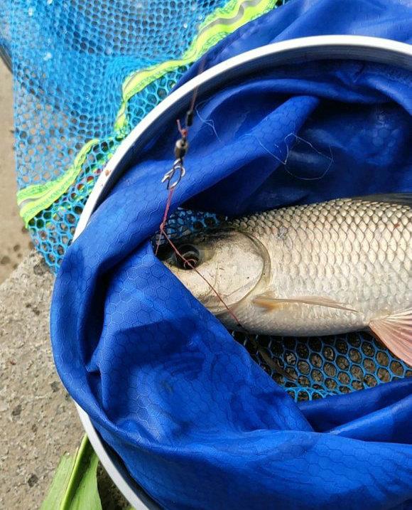 梅州|梅州河道泰鲮呈爆发之势，钓鱼人：下竿就有，还有人闻讯请假钓鱼
