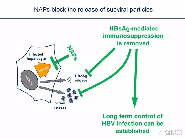 核苷酸 乙肝药物设计者思路，基于抑制蛋白输出，细分NAP与STOPS赛道进展