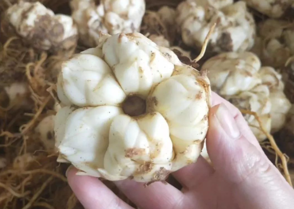 失眠|吃一口等于3斤百合，妇科主任：你若爱吃，或能告别浅眠易醒