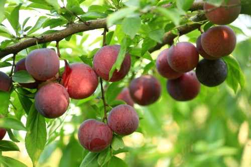 肝脏|肝不好的人,可多吃3种水果,或能助你修复肝功能,呵护肝脏健康