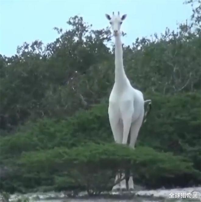 32张活久见的生物照片,让你眼界大开