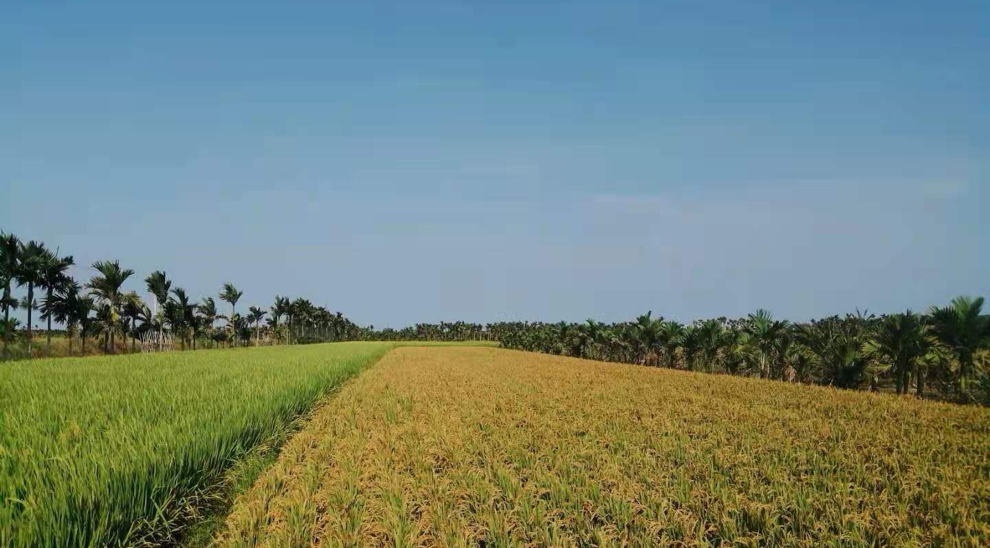 東北老菜 “北稻南移”海南區(qū)試獲穩(wěn)定豐產(chǎn)
