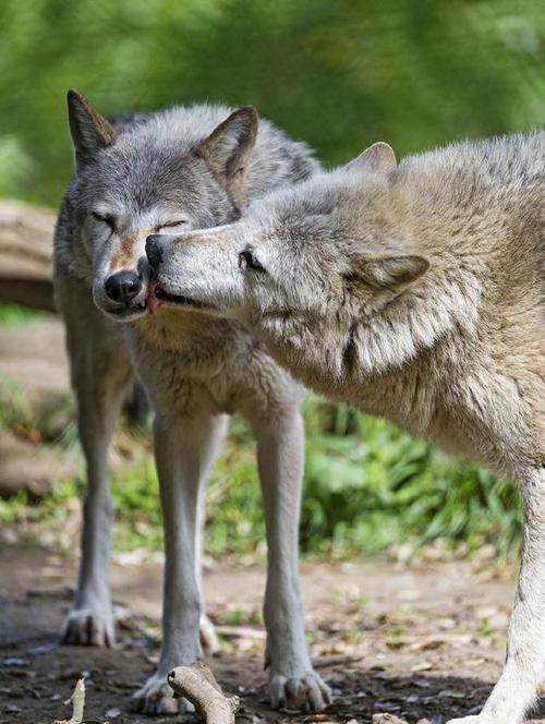 舜网 狼儿的接吻方式真是十分带劲,隔着屏幕都觉得痛……