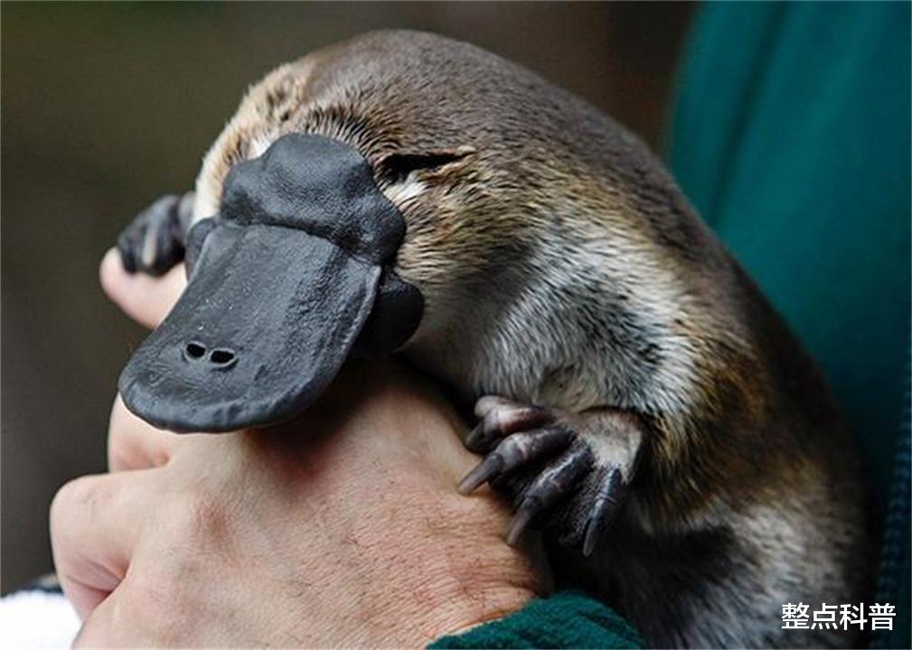 鸭嘴兽 拥有10条性染色体，理论上有25种性别，鸭嘴兽为何如此古怪？