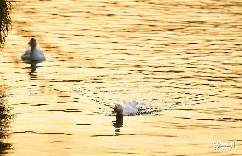 梦美儿 活着不容易，不要总想太多，累了心垮了身体