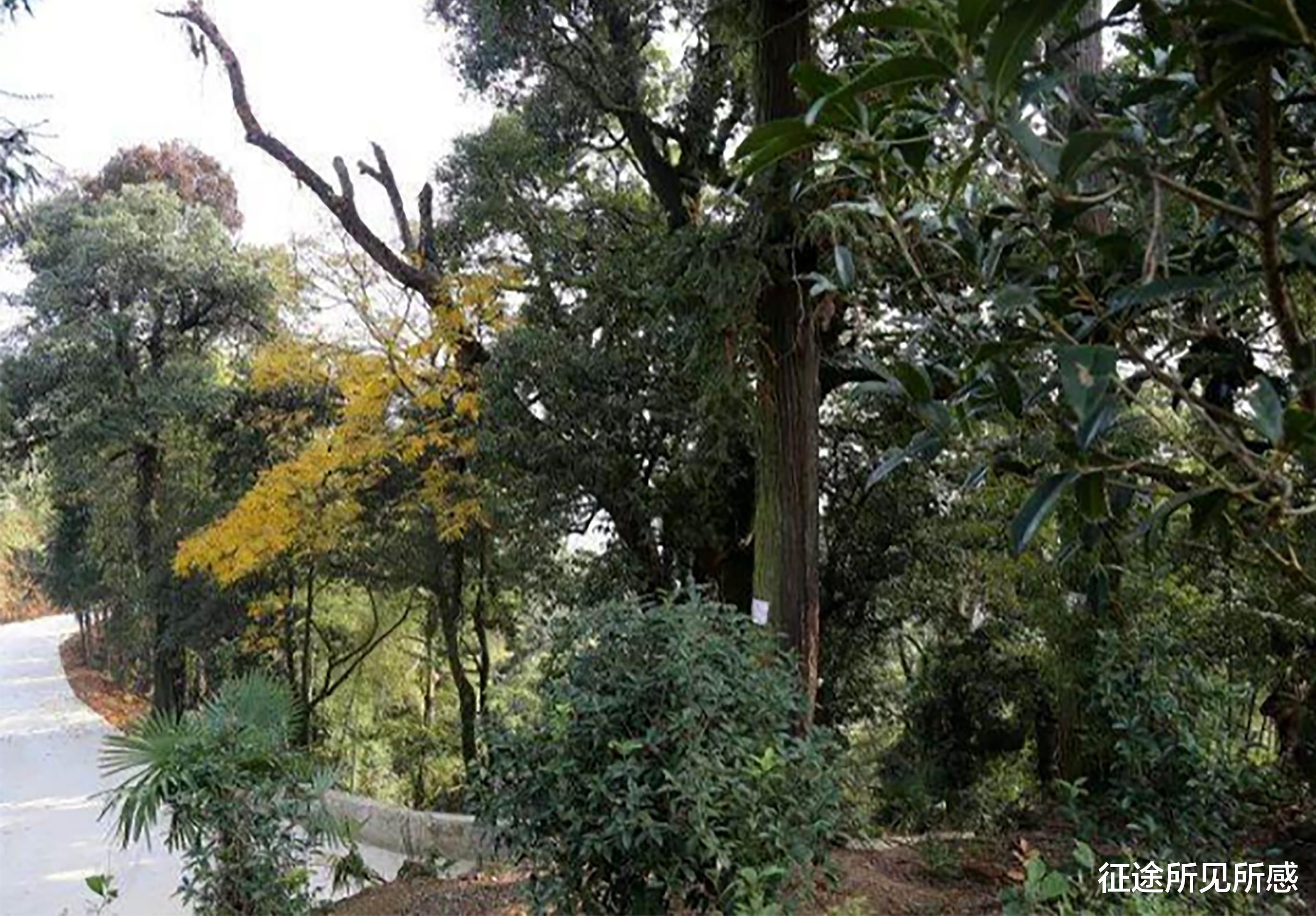 征途所见所感 登顶仙姑峰，圆梦江西乐平市第一高峰