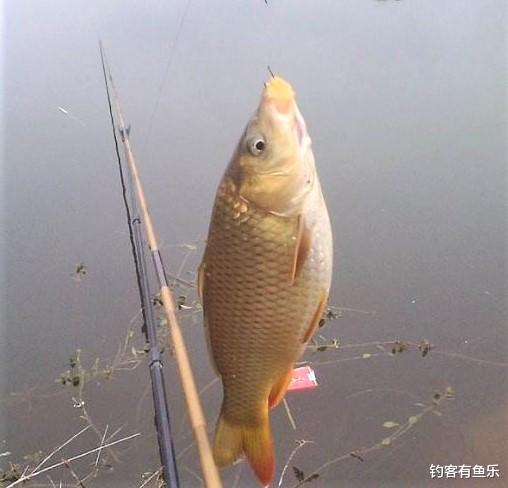 饵料|冬天野钓没鱼开口？调整这几方面，渔获多多